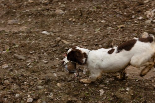 00082- Caçada Melo Pego do Lobo 2025