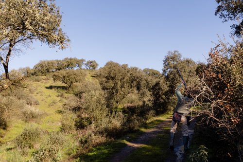 00091- Caçada Pego do Lobo fim época 2026