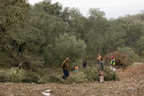 00097- Caçada Melo Pego do Lobo 2025