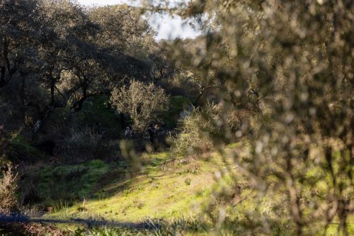 00097- Caçada Pego do Lobo fim época 2026