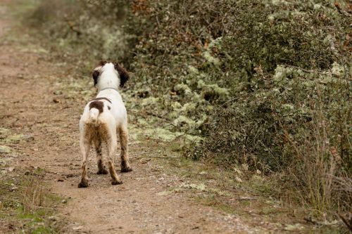 00107- Caçada Melo Pego do Lobo 2025
