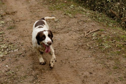 00108- Caçada Melo Pego do Lobo 2025