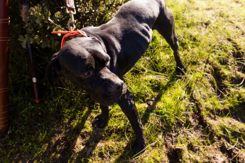 00111- Caçada Pego do Lobo fim época 2026