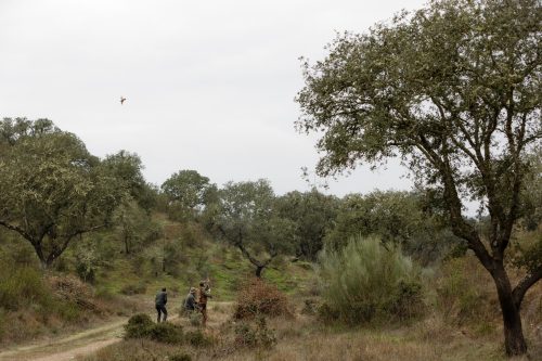 00133- Caçada Melo Pego do Lobo 2025
