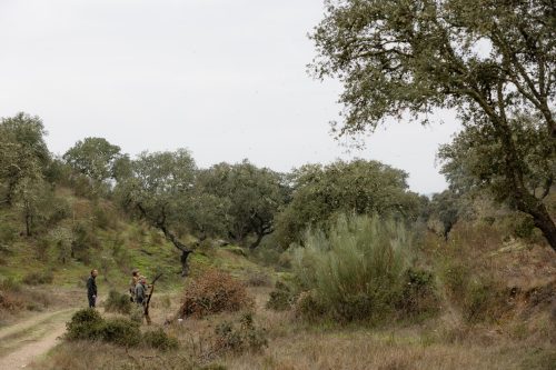 00136- Caçada Melo Pego do Lobo 2025