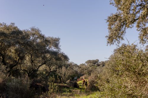 00136- Caçada Pego do Lobo fim época 2026