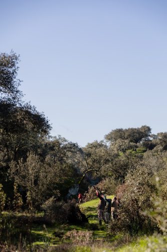 00142- Caçada Pego do Lobo fim época 2026