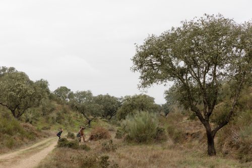 00148- Caçada Melo Pego do Lobo 2025