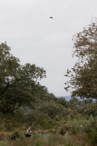 00184- Caçada Melo Pego do Lobo 2025