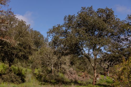 00262- Caçada Pego do Lobo fim época 2026