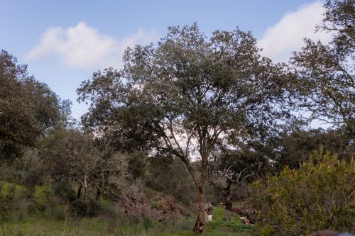 00281- Caçada Pego do Lobo fim época 2026
