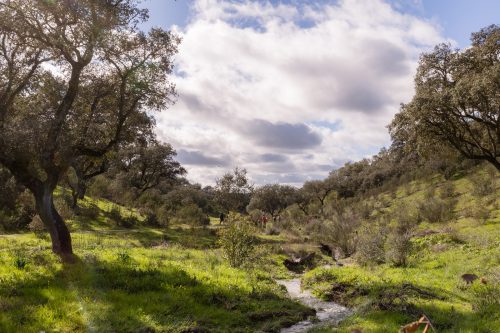 00285- Caçada Pego do Lobo fim época 2026