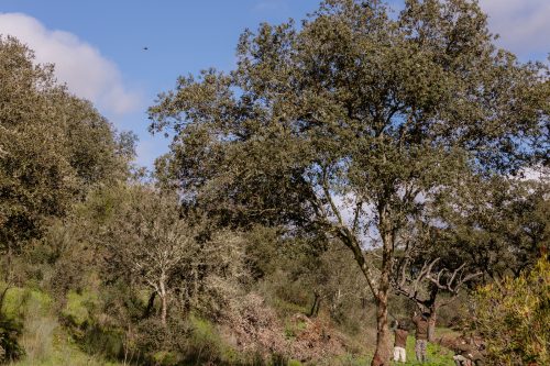 00288- Caçada Pego do Lobo fim época 2026