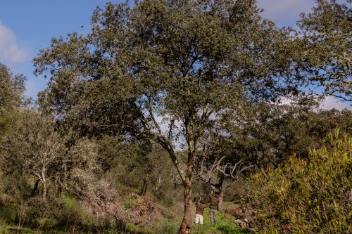 00289- Caçada Pego do Lobo fim época 2026