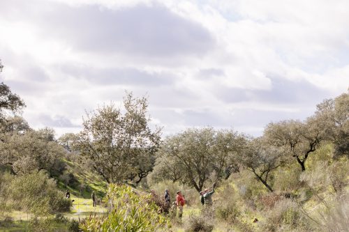 00290- Caçada Pego do Lobo fim época 2026