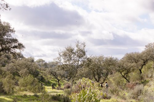 00292- Caçada Pego do Lobo fim época 2026