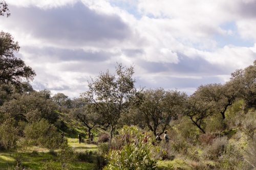 00293- Caçada Pego do Lobo fim época 2026