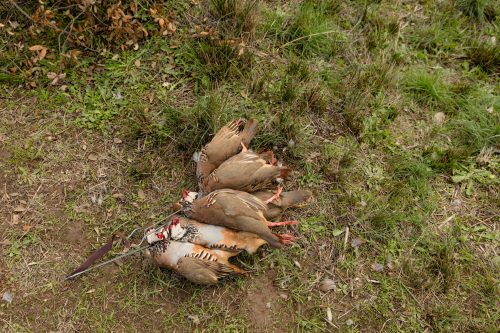 00295- Caçada Melo Pego do Lobo 2025