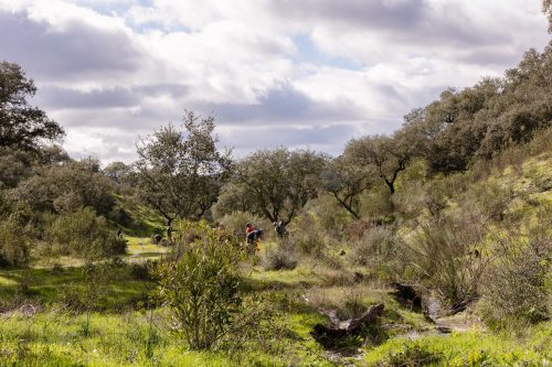 00296- Caçada Pego do Lobo fim época 2026