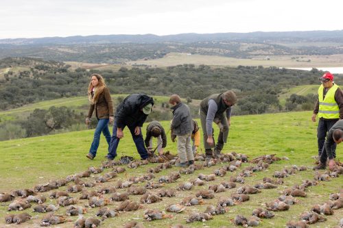 00364- Caçada Melo Pego do Lobo 2025