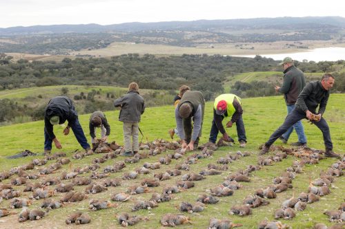 00365- Caçada Melo Pego do Lobo 2025