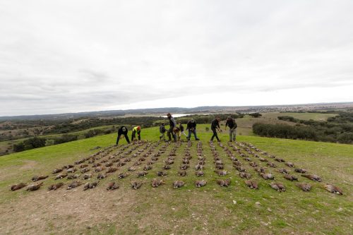 00366- Caçada Melo Pego do Lobo 2025