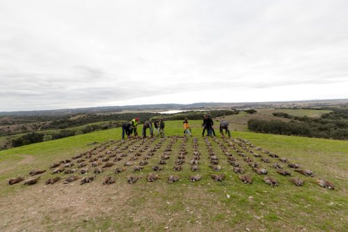 00367- Caçada Melo Pego do Lobo 2025