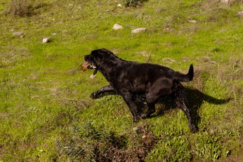 00374- Caçada Pego do Lobo fim época 2026