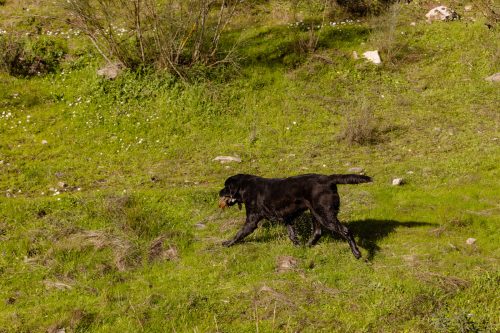 00375- Caçada Pego do Lobo fim época 2026