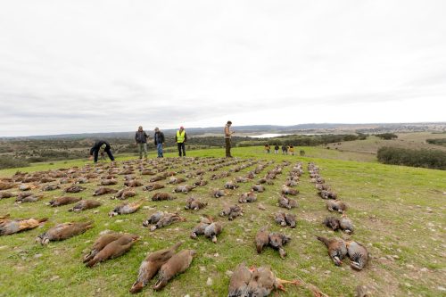 00377- Caçada Melo Pego do Lobo 2025