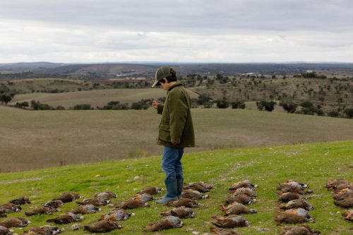 00382- Caçada Melo Pego do Lobo 2025