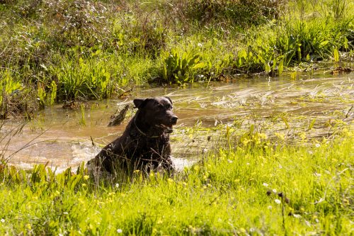 00390- Caçada Pego do Lobo fim época 2026